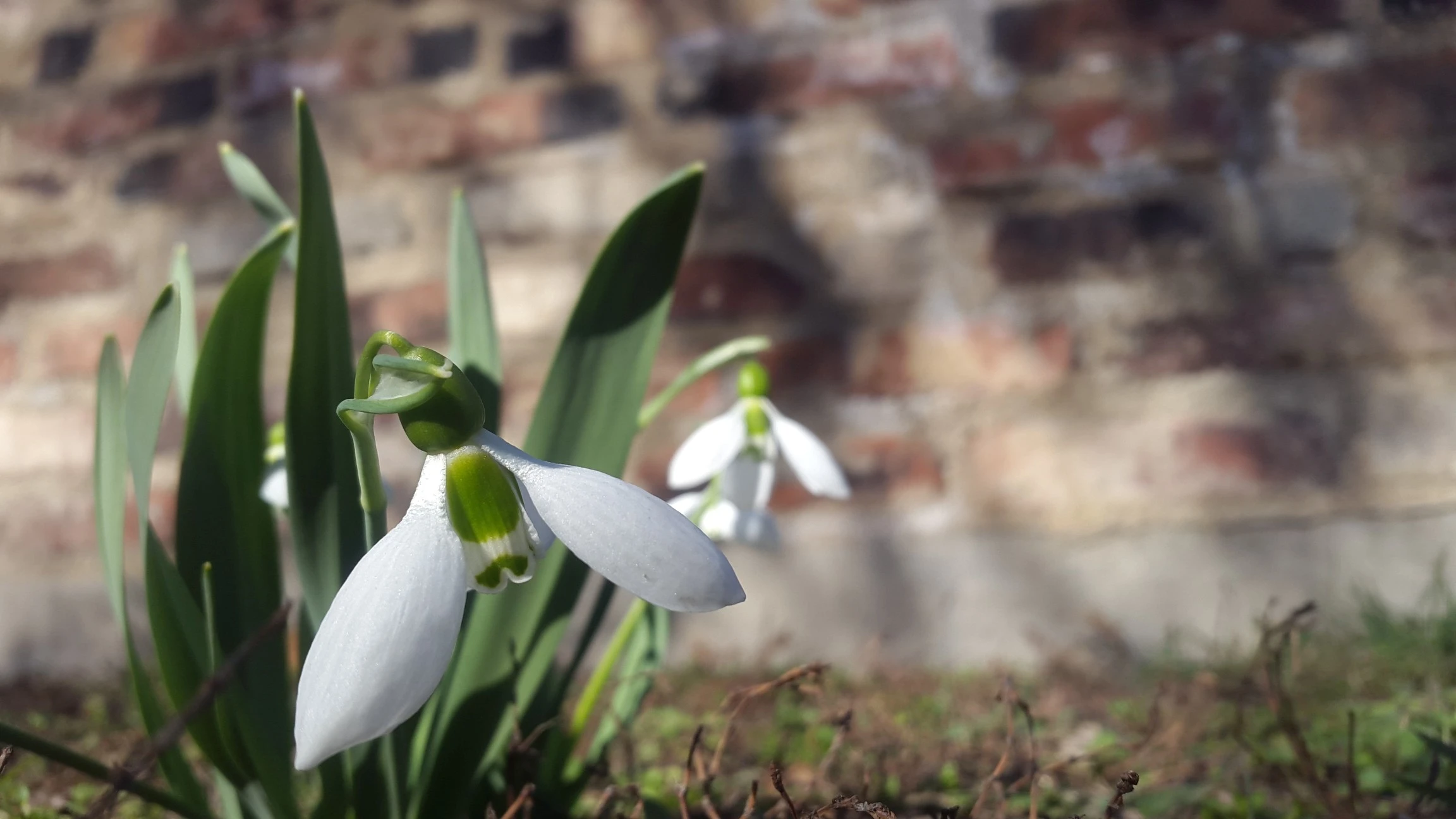 Galanthus nivalis - Žižkov