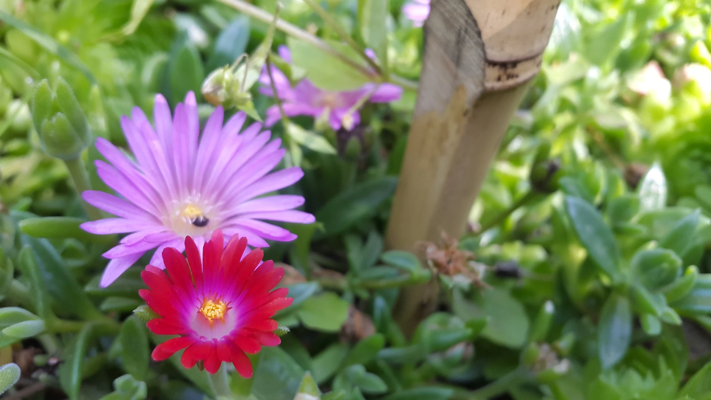 Delosperma cooperi - Žižkov