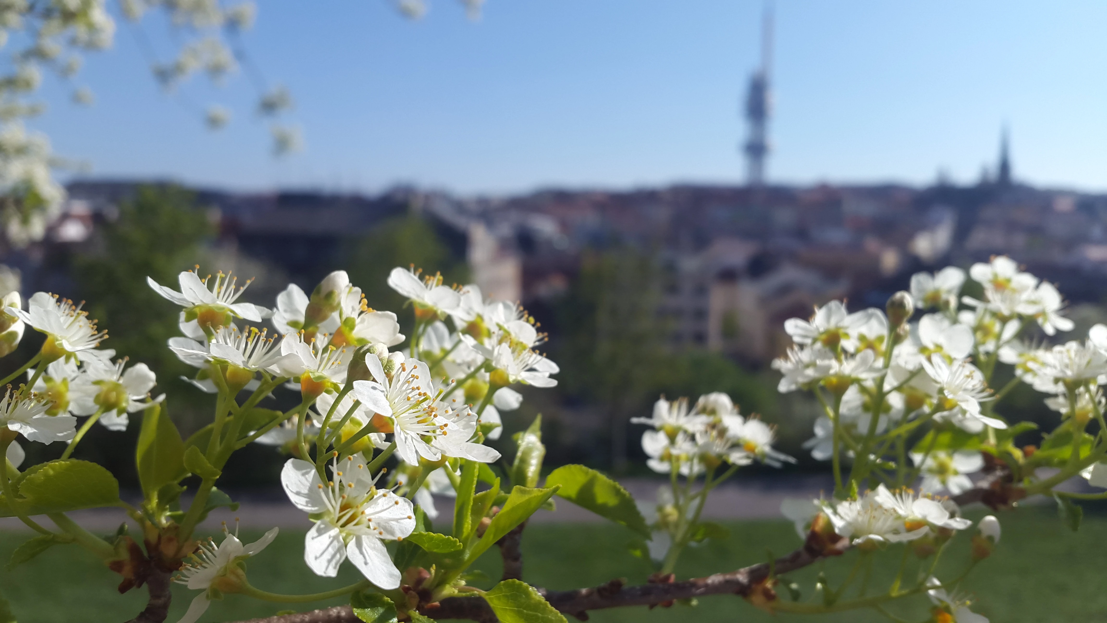 Prunus mahaleb - Žižkov