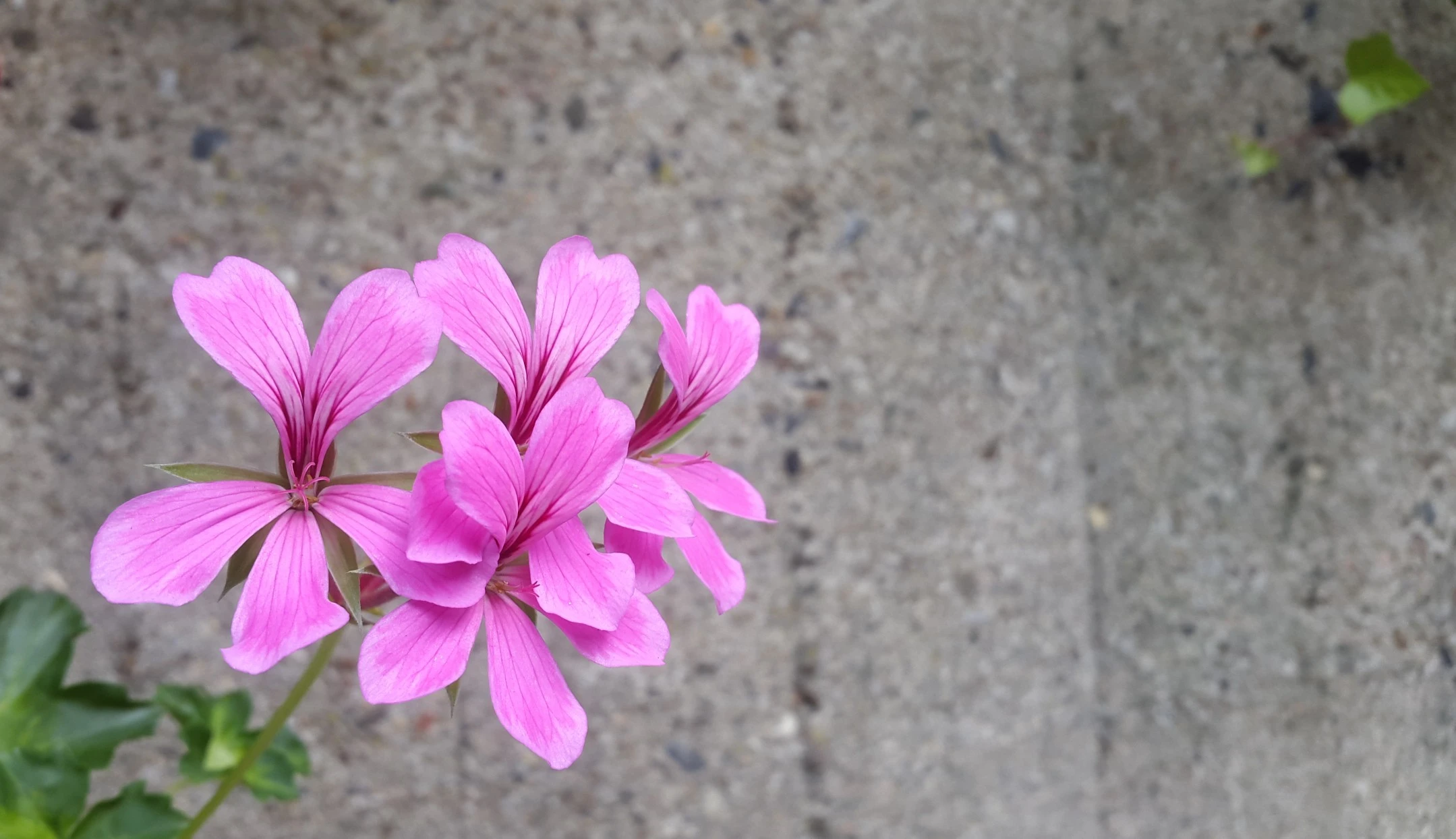 Pelargonium graveolens - Albertov