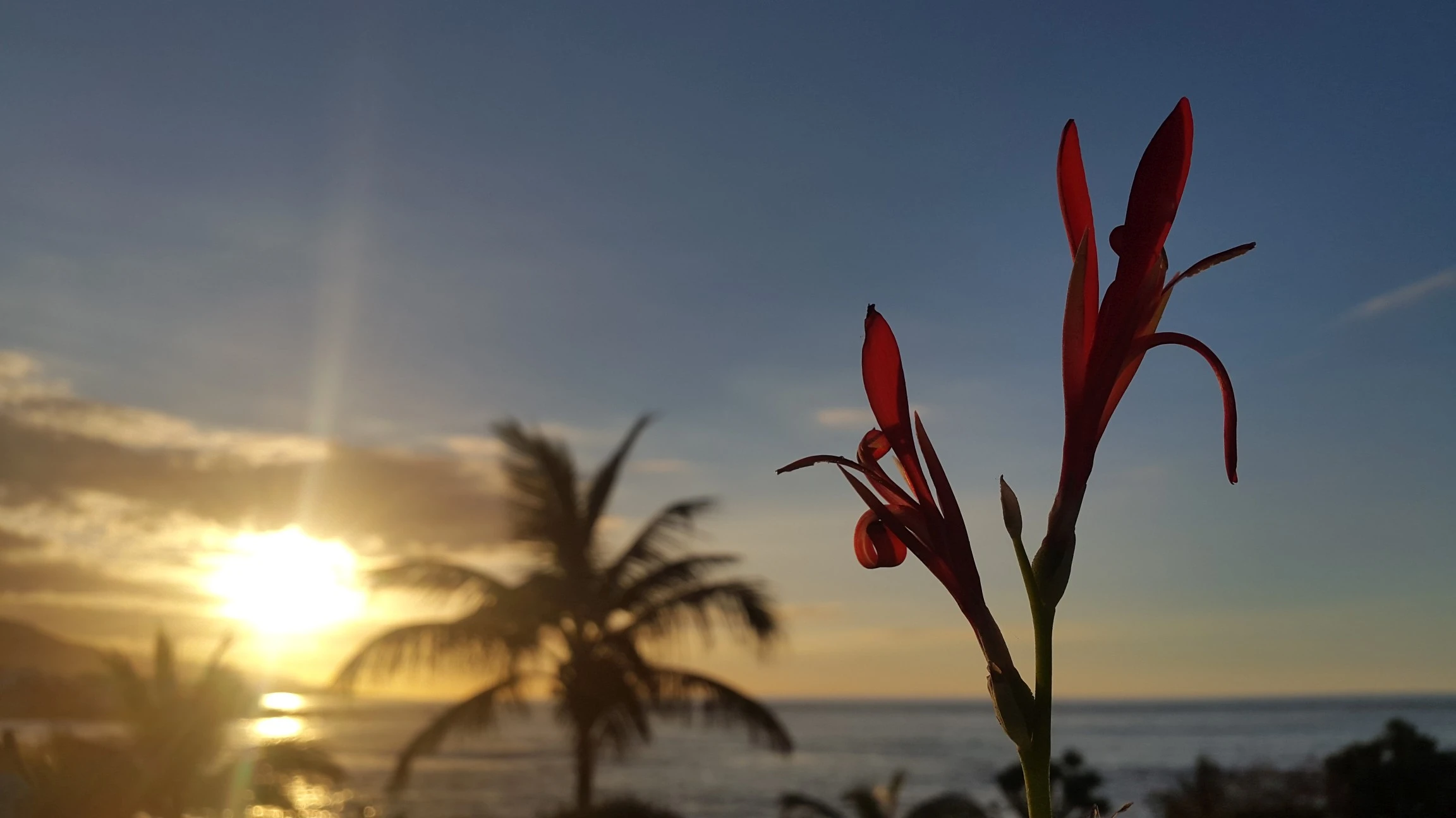 Canna indica - Puerto de la Cruz