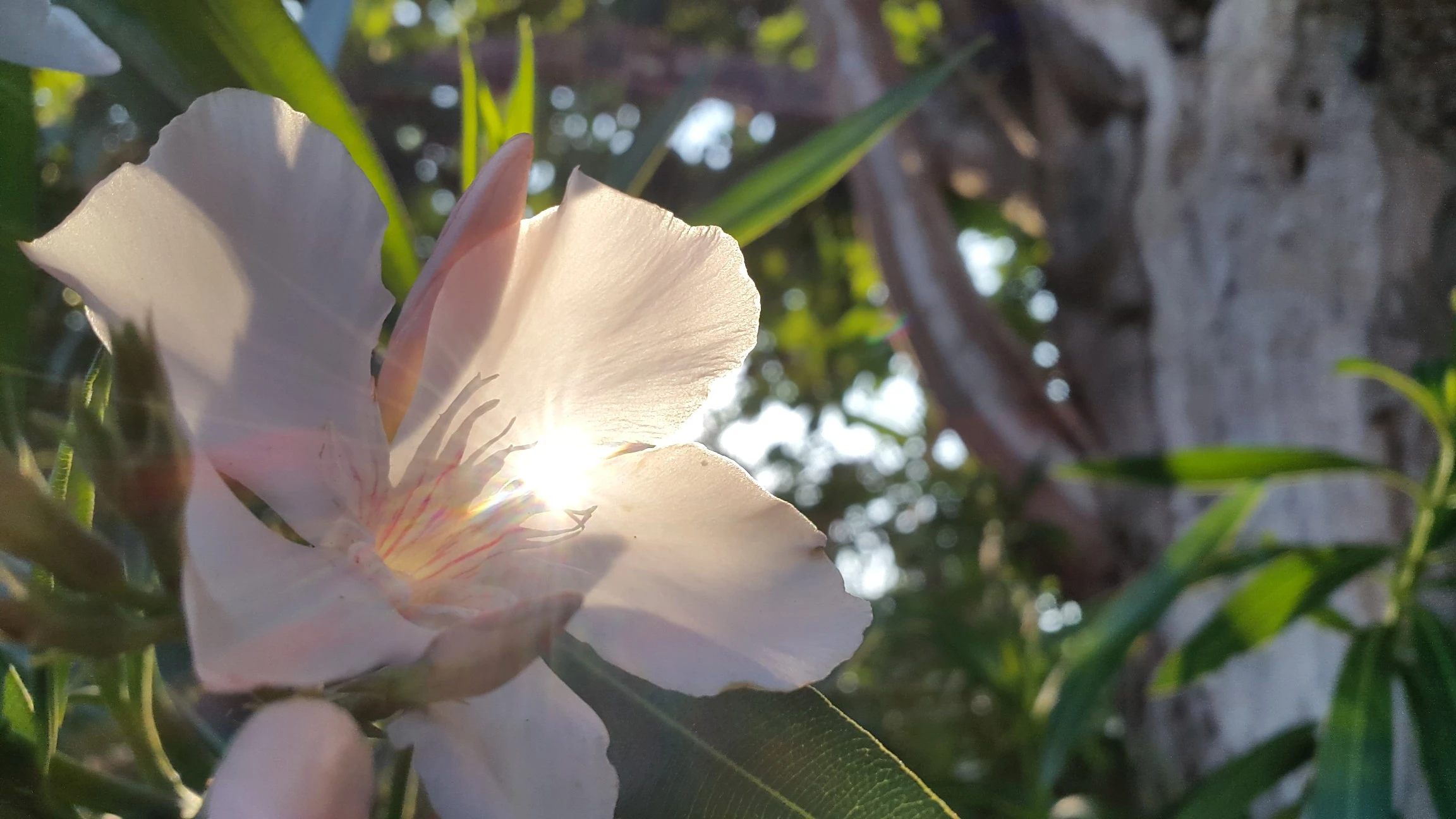 Myrtus communis - Monopoli