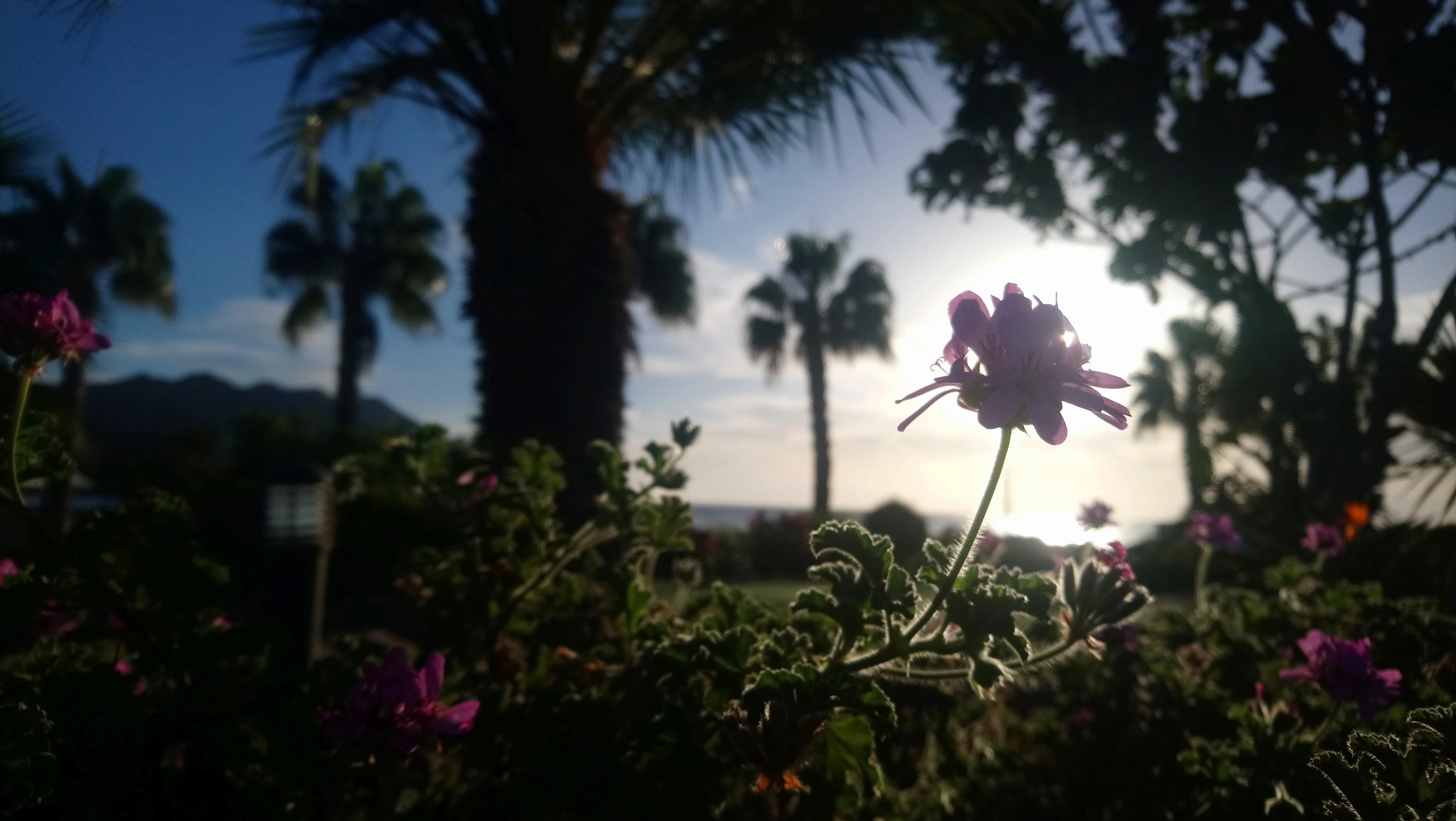 Pelargonium graveolens - Las Playitas