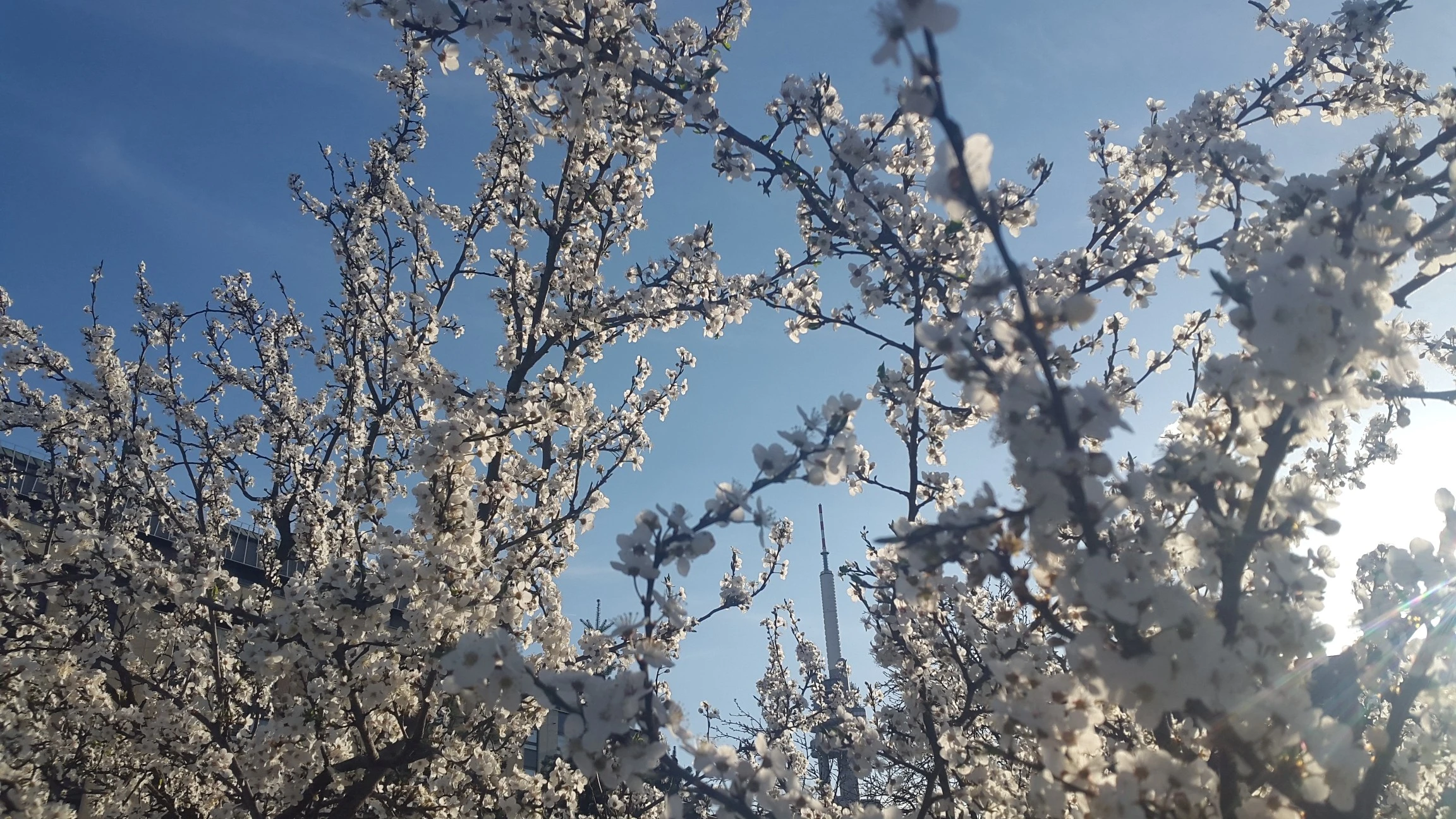 Prunus spinosa - Žižkov