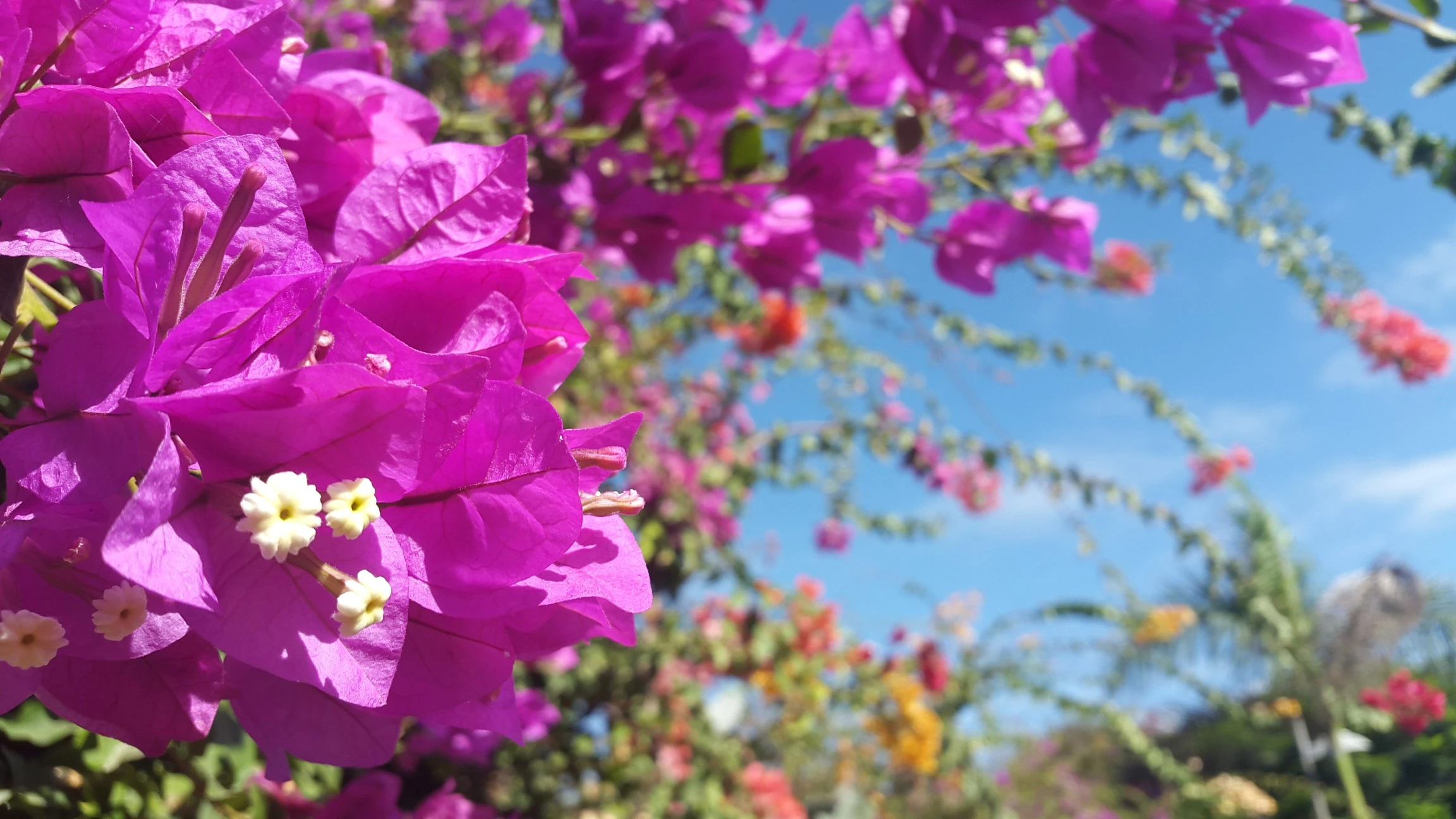 Bougainvillea spectabilis - Puerto de la Cruz