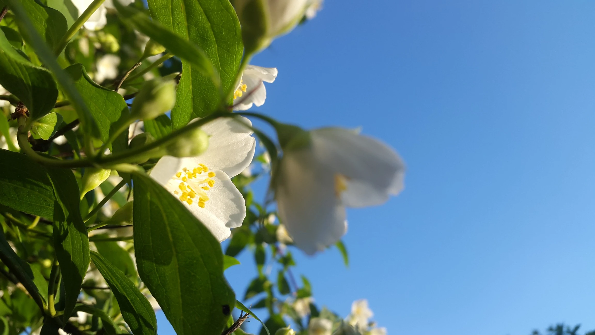 Nerium oleander - Monopoli
