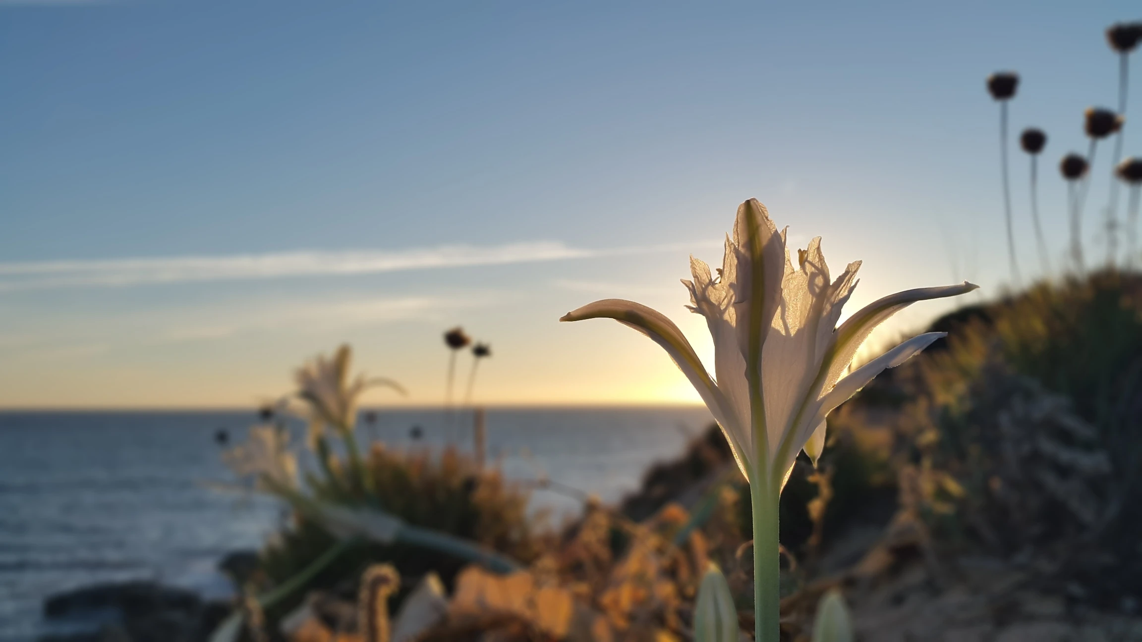 Pancratium maritimum - Praia da Comporta